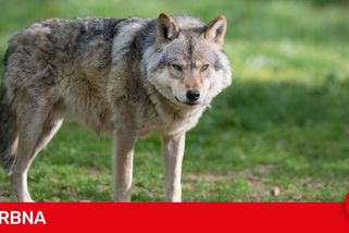 Vlk proběhl mezi domy a přiblížil se k člověku. Ochranáři řeší případ na Broumovsku